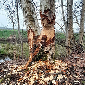 Bever vraatsporen