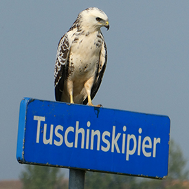 Buizerd