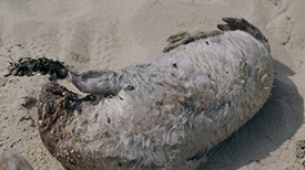 Dode zeehond