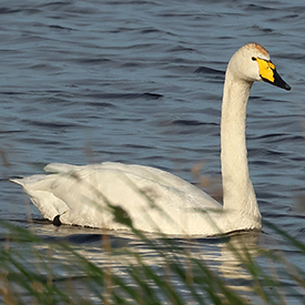 Wilde zwaan