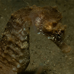 zeepaardje