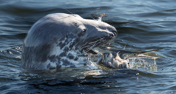grijze zeehond met prooi