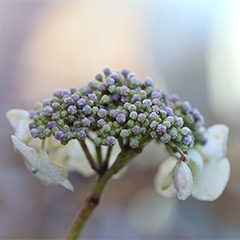 Hortensia