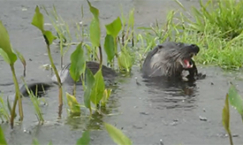 Jagende otters