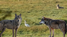 Wolf