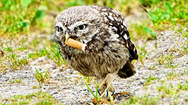 BNNVARA