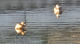 Watervogels