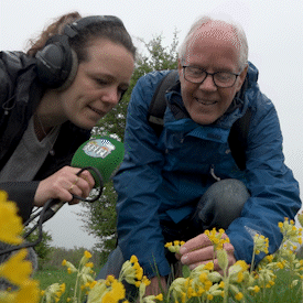 Gulden sleutelbloem