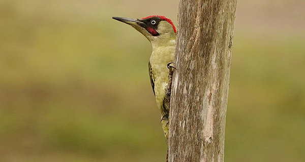 Groene specht