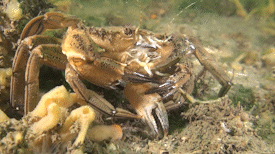Fluwelen zwemkrab