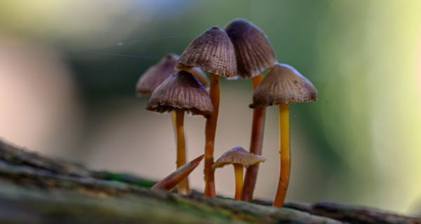 Purperbruine mycena