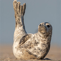 Zeehond