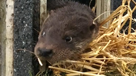 Otter