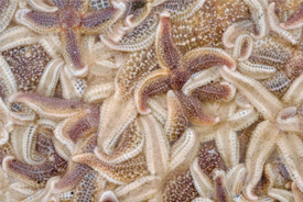 Zeesterren
