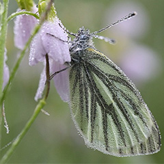 Geaderd witje