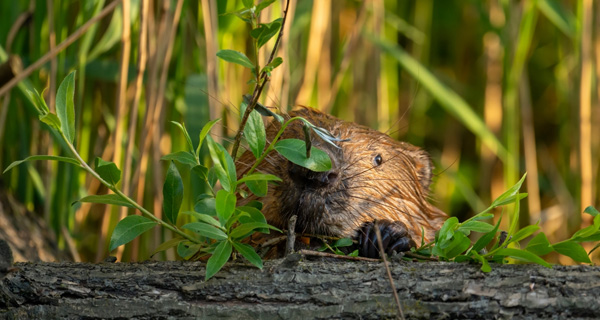 Bever