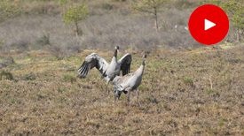 Kraanvogels