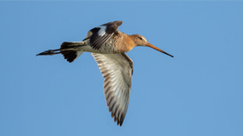 Grutto