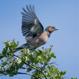 Vink