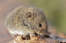 Woelmuis