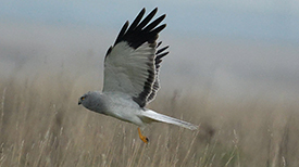 jagende vogels