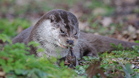 Otter in de duinen