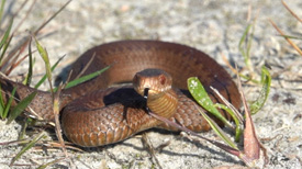 Adder