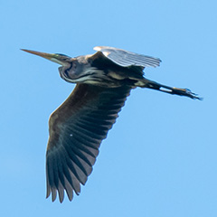 purperreiger