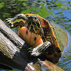 Schildpad