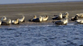 Zeehonden