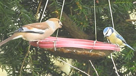 appelvink