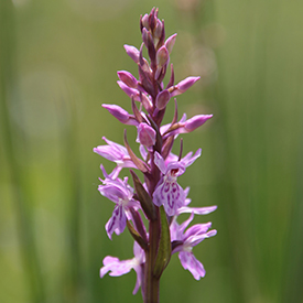 Orchis