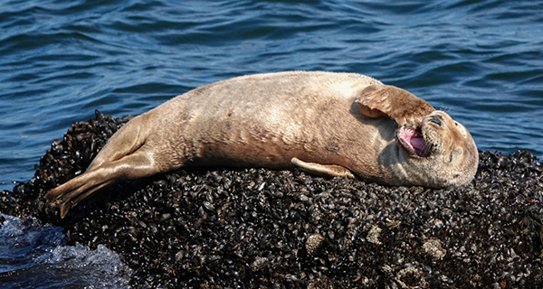 Grijze zeehond