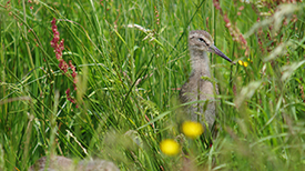 Agrarisch natuurbeheer