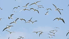 Kokmeeuwen op de Marker Wadden