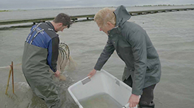 Vissen op de Marker Wadden