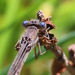 libelle