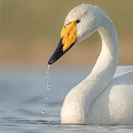 Wilde zwaan