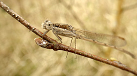 BNNVARA