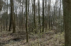 Leembossen