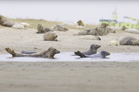 Zeehonden