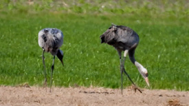 kraanvogels