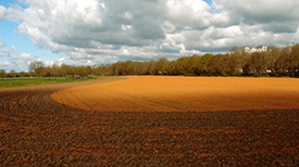 Veld glysofaat
