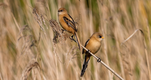 Baardmannetjes
