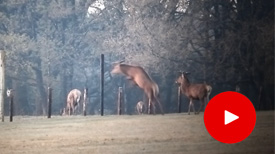 Edelherten springen over het hek