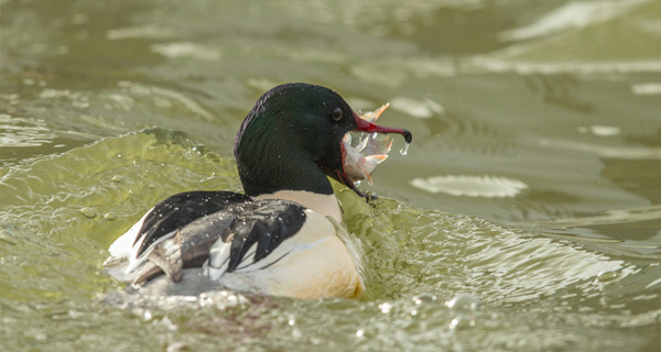 Grote zaagbek