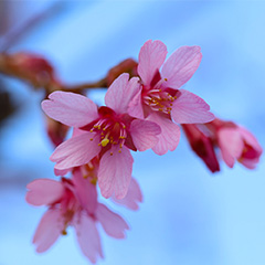 Prunus