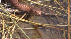Adder