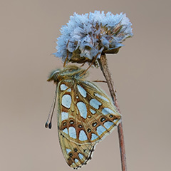 Parelmoervlinder