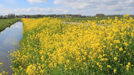 Gele bloemen